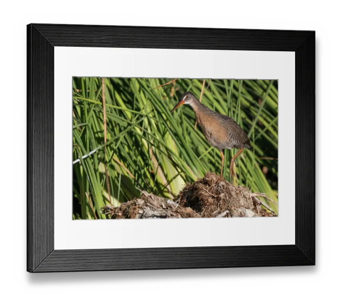 Framed Print : Yuma Ridgway's rail (Rallus obsoletus yumanensis) standing among reeds, Cienega de Santa Clara, Colorado River, Sonora, Mexico Framed Print : Yuma Ridgway's rail (Rallus obsoletus yumanensis) standing among reeds, Cienega de Santa Clara, Colorado River, Sonora, Mexico
