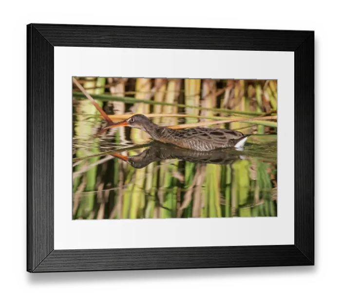 Framed Print : Yuma Ridgway's rail (Rallus obsoletus yumanensis) on water, Cienega de Santa Clara, Colorado River, Sonora, Mexico Framed Print : Yuma Ridgway's rail (Rallus obsoletus yumanensis) on water, Cienega de Santa Clara, Colorado River, Sonora, Mexico