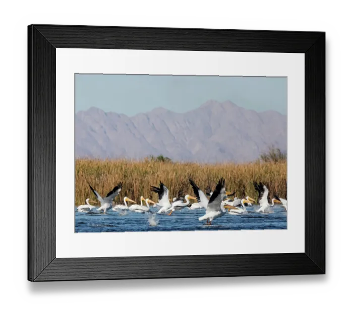 Framed Print : American white pelican (Pelecanus erythrorhynchos) flock taking flight from river with mountains in background, Cienega de Santa Clara, Colorado River, Sonora, Mexico Framed Print : American white pelican (Pelecanus erythrorhynchos) flock taking flight from river with mountains in background, Cienega de Santa Clara, Colorado River, Sonora, Mexico