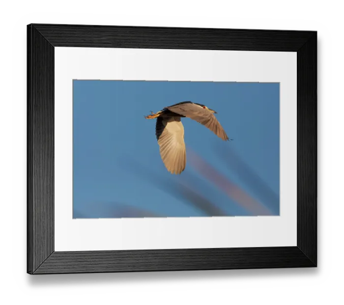Framed Print : Black-crowned night-heron (Nycticorax nycticorax) in flight, Cienega de Santa Clara, Sonora, Mexico Framed Print : Black-crowned night-heron (Nycticorax nycticorax) in flight, Cienega de Santa Clara, Sonora, Mexico
