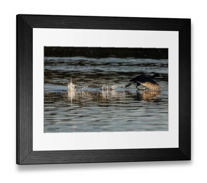 Framed Print : American coot (Fulica americana) taking flight from water at sunrise, Cienega de Santa Clara, Colorado River, Sonora, Mexico Framed Print : American coot (Fulica americana) taking flight from water at sunrise, Cienega de Santa Clara, Colorado River, Sonora, Mexico
