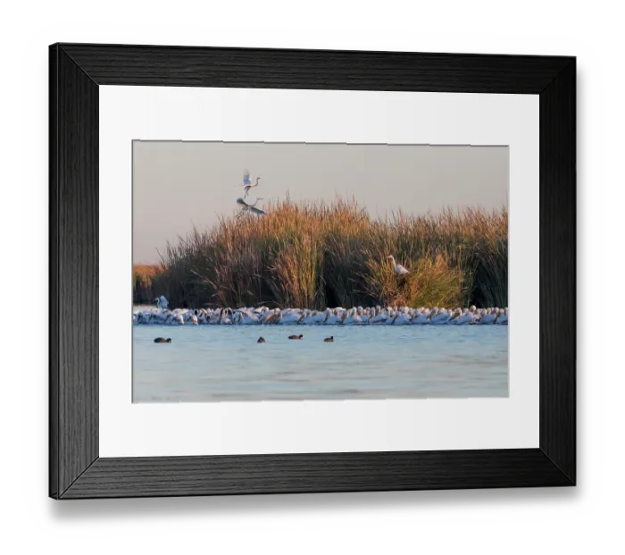 Framed Print : American white pelican (Pelecanus erythrorhynchos) flock roosting at dawn along water's edge with Great egrets (Ardea alba) taking flight from reedbeds, Cienega de Santa Clara Framed Print : American white pelican (Pelecanus erythrorhynchos) flock roosting at dawn along water's edge with Great egrets (Ardea alba) taking flight from reedbeds, Cienega de Santa Clara