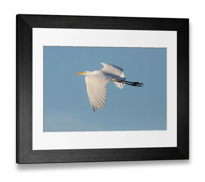 Framed Print : Great egret (Ardea alba) in flight against blue sky, Cienega de Santa Clara, Sonora, Mexico Framed Print : Great egret (Ardea alba) in flight against blue sky, Cienega de Santa Clara, Sonora, Mexico