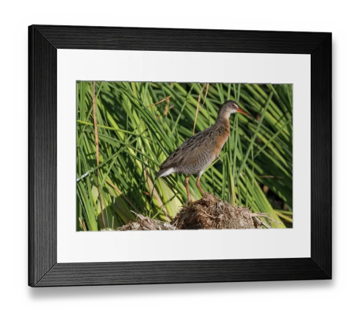 Framed Print : Yuma Ridgway's rail (Rallus obsoletus yumanensis) standing among reeds, Cienega de Santa Clara, Colorado River, Sonora, Mexico Framed Print : Yuma Ridgway's rail (Rallus obsoletus yumanensis) standing among reeds, Cienega de Santa Clara, Colorado River, Sonora, Mexico