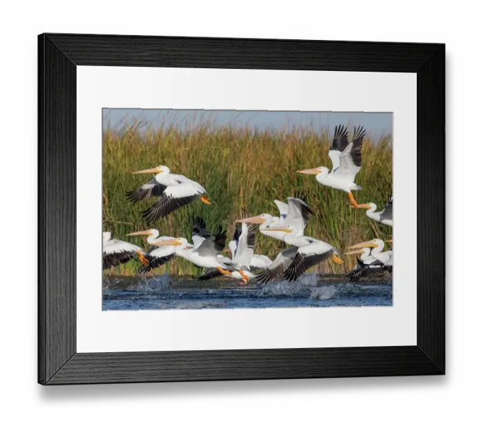 Framed Print : American white pelican (Pelecanus erythrorhynchos) flock taking flight, Cienega de Santa Clara, Colorado River, Sonora, Mexico Framed Print : American white pelican (Pelecanus erythrorhynchos) flock taking flight, Cienega de Santa Clara, Colorado River, Sonora, Mexico