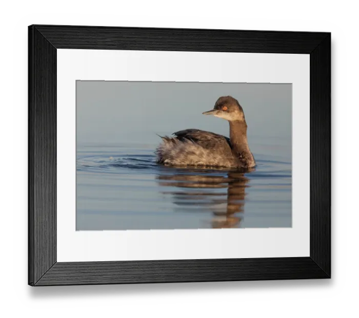 Framed Print : Eared grebe (Podiceps nigricollis) on water, Cienega de Santa Clara, Colorado River, Sonora, Mexico Framed Print : Eared grebe (Podiceps nigricollis) on water, Cienega de Santa Clara, Colorado River, Sonora, Mexico