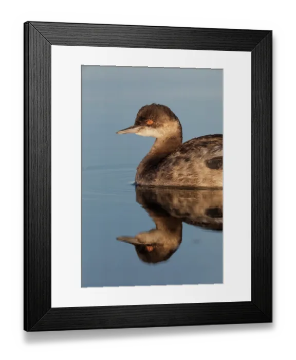 Framed Print : Eared grebe (Podiceps nigricollis) on water, Cienega de Santa Clara, Colorado River, Sonora, Mexico Framed Print : Eared grebe (Podiceps nigricollis) on water, Cienega de Santa Clara, Colorado River, Sonora, Mexico