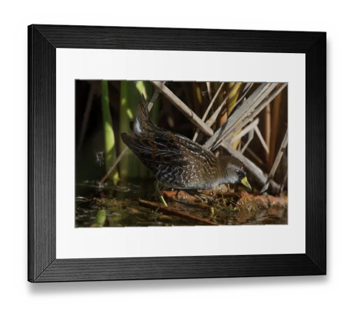 Framed Print : Sora rail (Porzana carolina) foraging among wetland vegetation, Cienega de Santa Clara, Colorado River, Sonora, Mexico Framed Print : Sora rail (Porzana carolina) foraging among wetland vegetation, Cienega de Santa Clara, Colorado River, Sonora, Mexico
