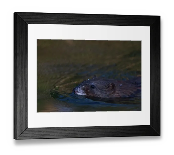 Framed Print : Muskrat (Ondatra zibethicus) swimming in river, Cienega de Santa Clara, Colorado River, Sonora, Mexico