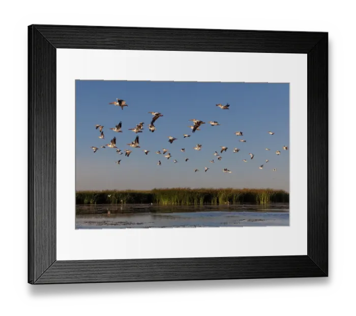 Framed Print : American white pelican (Pelecanus erythrorhynchos) flock in flight at dusk, Cienega de Santa Clara, Colorado River, Sonora, Mexico