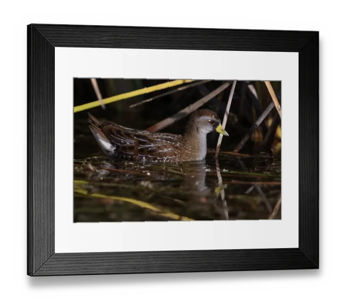 Framed Print : Sora rail (Porzana carolina) swimming among wetland vegetation, Cienega de Santa Clara, Colorado River, Sonora, Mexico Framed Print : Sora rail (Porzana carolina) swimming among wetland vegetation, Cienega de Santa Clara, Colorado River, Sonora, Mexico