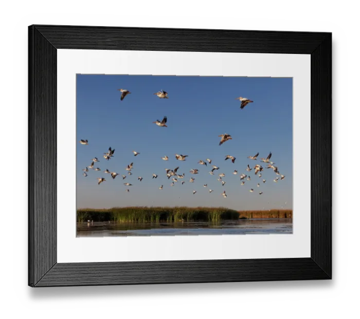 Framed Print : American white pelican (Pelecanus erythrorhynchos) flock in flight at dusk, Cienega de Santa Clara, Colorado River, Sonora, Mexico Framed Print : American white pelican (Pelecanus erythrorhynchos) flock in flight at dusk, Cienega de Santa Clara, Colorado River, Sonora, Mexico