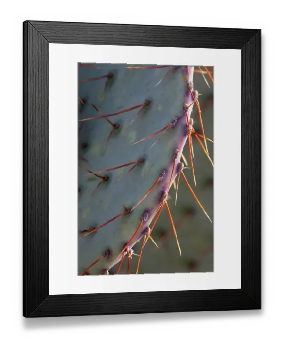 Framed Print : Prickly pear cacrua (Opuntia sp.) spines detail, Los Ojos Ranch, Sonora, Mexico Framed Print : Prickly pear cacrua (Opuntia sp.) spines detail, Los Ojos Ranch, Sonora, Mexico