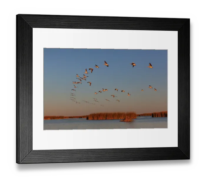 Framed Print : American white pelican (Pelecanus erythrorhynchos) flock in flight at dusk, Cienega de Santa Clara, Colorado River, Sonora, Mexico Framed Print : American white pelican (Pelecanus erythrorhynchos) flock in flight at dusk, Cienega de Santa Clara, Colorado River, Sonora, Mexico