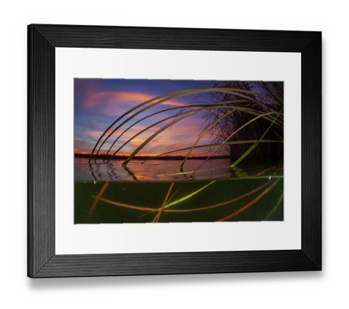 Framed Print : Split level view of Southern cat-tail (Typha domingensis) at dusk, Cienega de Santa Clara, Colorado River, Sonora, Mexico
