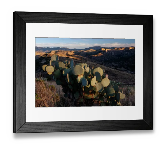 Framed Print : Prickly pear cactus (Opuntia sp.) in desert landscape, Los Ojos Ranch, Sonora, Mexico