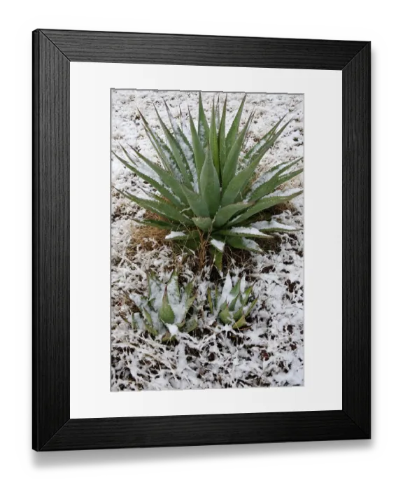 Framed Print : Agave (Agave sp.) plants covered in snow, Los Ojos Ranch, Sonora, Mexico