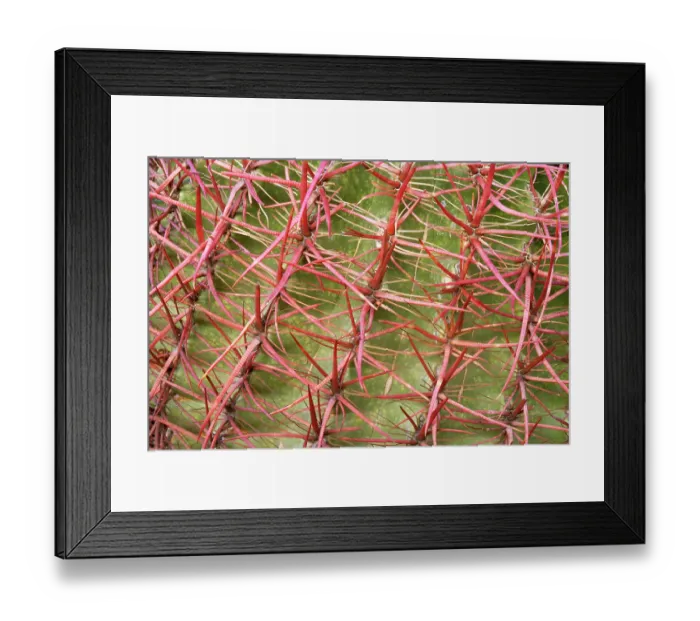 Framed Print : California barrel cactus (Ferocactus cylindraceus) spine detail, El Pinacate Biosphere Reserve, Sonoran desert, Mexico Framed Print : California barrel cactus (Ferocactus cylindraceus) spine detail, El Pinacate Biosphere Reserve, Sonoran desert, Mexico