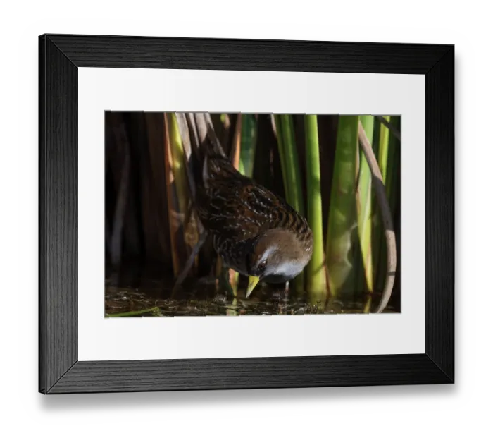 Framed Print : Sora rail (Porzana carolina) foraging among reedbed, Cienega de Santa Clara, Colorado River, Sonora, Mexico Framed Print : Sora rail (Porzana carolina) foraging among reedbed, Cienega de Santa Clara, Colorado River, Sonora, Mexico