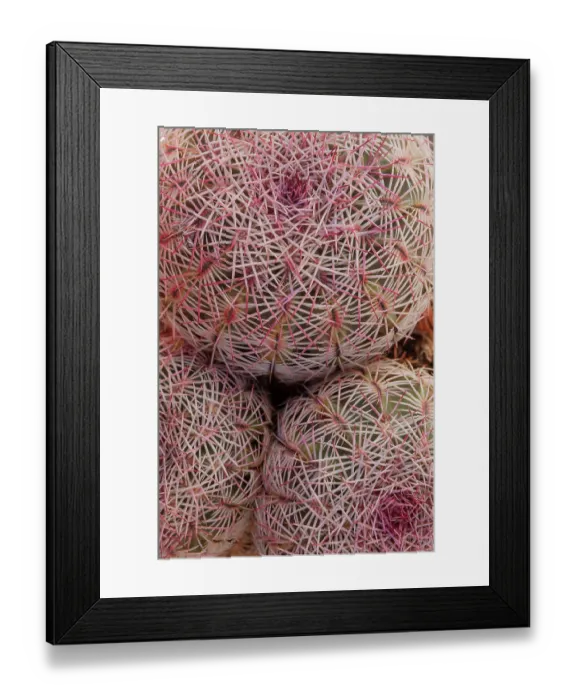 Framed Print : Rainbow hedgehog cactus (Echinocereus rigidissimus) close up, Los Ojos Ranch, Sonora, Mexico