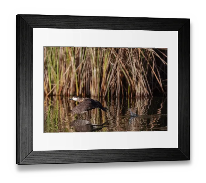 Framed Print : Ruddy duck (Oxyura jamaicensis) taking flight from river with reedbeds behind, Cienega de Santa Clara, Colorado River, Sonora, Mexico Framed Print : Ruddy duck (Oxyura jamaicensis) taking flight from river with reedbeds behind, Cienega de Santa Clara, Colorado River, Sonora, Mexico