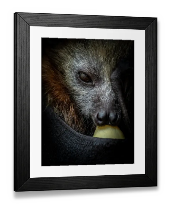 Framed Print : Grey-headed flying-fox (Pteropus poliocephalus) female orphaned infant, aged 6 weeks, sucking on a pacifier, being held by a rescuer whose reflection can be seen in the pups eye