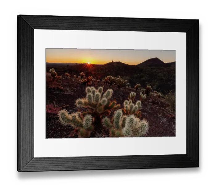 Framed Print : Teddy-bear cholla (Cylindropuntia bigelovii) at dawn, El Pinacate Biosphere Reserve, Sonoran desert, Mexico Framed Print : Teddy-bear cholla (Cylindropuntia bigelovii) at dawn, El Pinacate Biosphere Reserve, Sonoran desert, Mexico