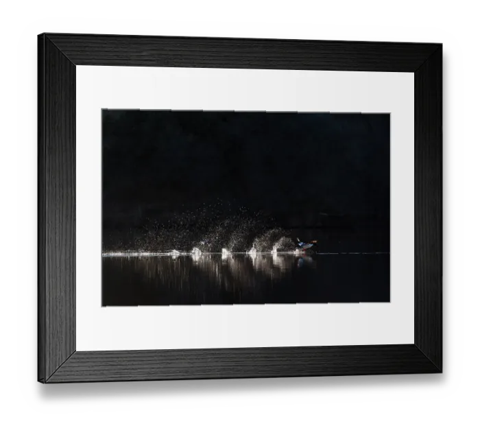 Framed Print : Common merganser (Mergus merganser) taking flight from water, Los Fresnos Ranch, Sonora, Mexico Framed Print : Common merganser (Mergus merganser) taking flight from water, Los Fresnos Ranch, Sonora, Mexico