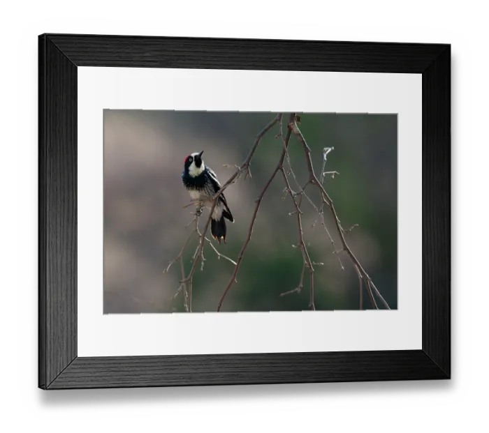 Framed Print : Acorn woodpecker (Melanerpes formicivorus) perched on branch, Los Ojos Ranch, Sonora, Mexico