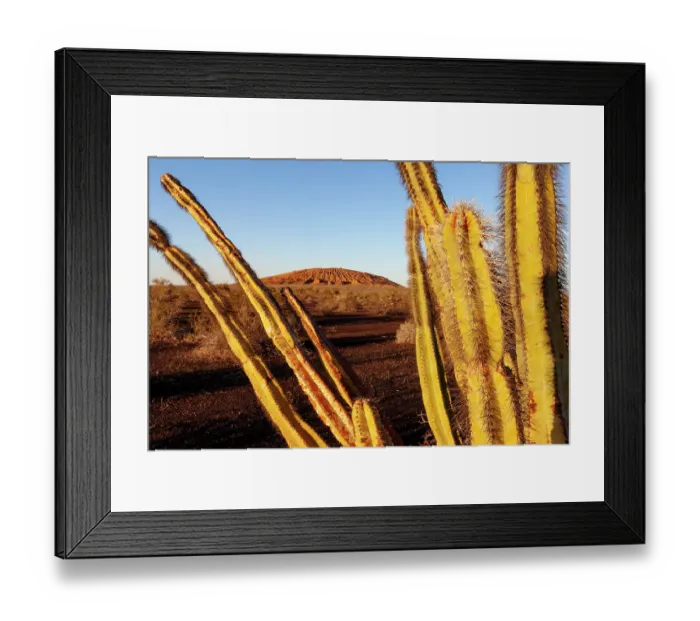 Framed Print : Senita cactus (Lophocereus schottii) in evening sunlight with El Colorado volcano in background, El Pinacate Biosphere Reserve, Sonoran desert, northwest Mexico Framed Print : Senita cactus (Lophocereus schottii) in evening sunlight with El Colorado volcano in background, El Pinacate Biosphere Reserve, Sonoran desert, northwest Mexico