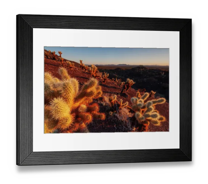 Framed Print : Teddy-bear cholla (Cylindropuntia bigelovii) at sunrise, El Pinacate Biosphere Reserve, Sonoran desert, Mexico
