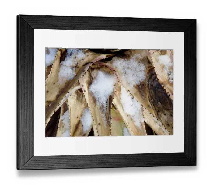 Framed Print : Dead Agave (Agave sp.) leaf covered in snow, Los Ojos Ranch, Sonora, Mexico Framed Print : Dead Agave (Agave sp.) leaf covered in snow, Los Ojos Ranch, Sonora, Mexico