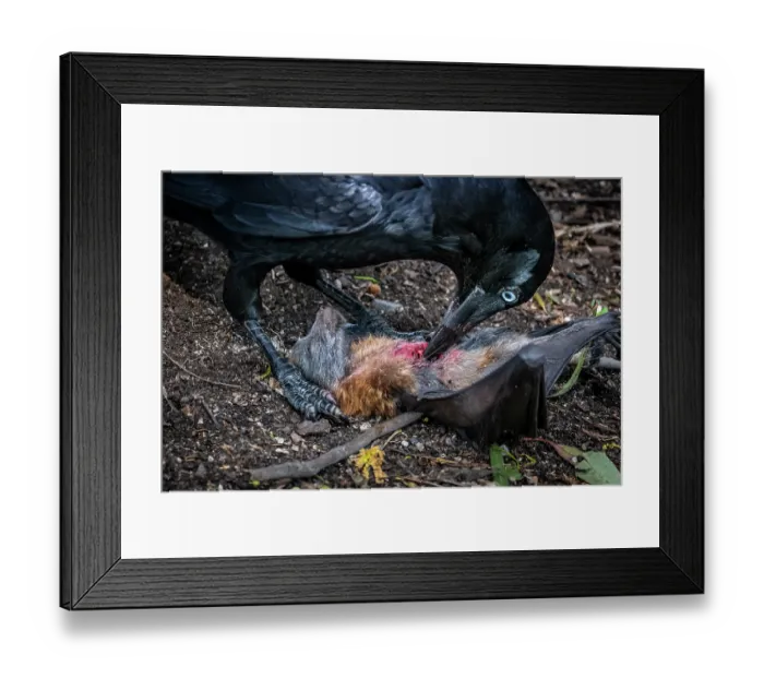 Framed Print : Australian raven (Corvus coronoides) feeding on the remains of a young Grey-headed flying-fox (Pteropus poliocephalus) carcass, that died during a cold weather event Framed Print : Australian raven (Corvus coronoides) feeding on the remains of a young Grey-headed flying-fox (Pteropus poliocephalus) carcass, that died during a cold weather event