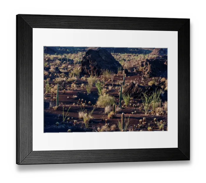 Framed Print : Ocotillo (Fouquieria splendens), Teddy-bear cholla (Cylindropuntia bigelovii) and Saguaro cactus (Carnegiea gigantea) in volcanic ash field, El Pinacate Biosphere Reserve Framed Print : Ocotillo (Fouquieria splendens), Teddy-bear cholla (Cylindropuntia bigelovii) and Saguaro cactus (Carnegiea gigantea) in volcanic ash field, El Pinacate Biosphere Reserve