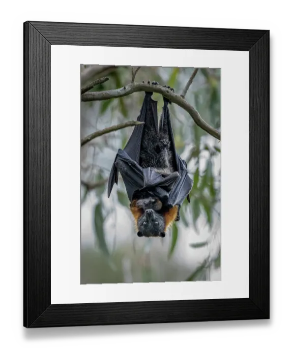 Framed Print : Grey-headed Flying-fox (Pteropus poliocephalus) female hanging in a tree holding her pup, Myuna Wetlands, Doveton, Victoria, Australia