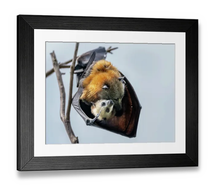 Framed Print : Grey-headed Flying-fox (Pteropus poliocephalus) female hanging in a tree holding her pup, Myuna Wetlands, Doveton, Victoria, Australia Framed Print : Grey-headed Flying-fox (Pteropus poliocephalus) female hanging in a tree holding her pup, Myuna Wetlands, Doveton, Victoria, Australia