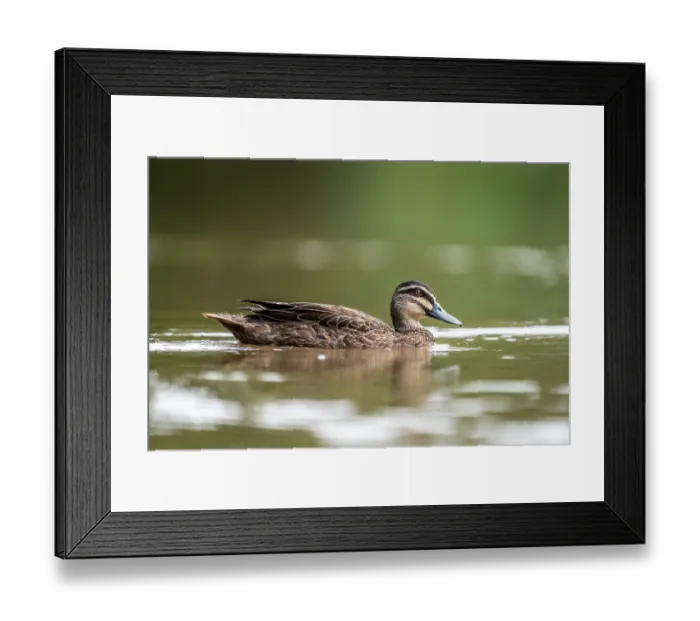 Framed Print : Pacific black duck (Anas superciliosa) on water, Myuna Wetlands, Doveton, Victoria, Australia Framed Print : Pacific black duck (Anas superciliosa) on water, Myuna Wetlands, Doveton, Victoria, Australia