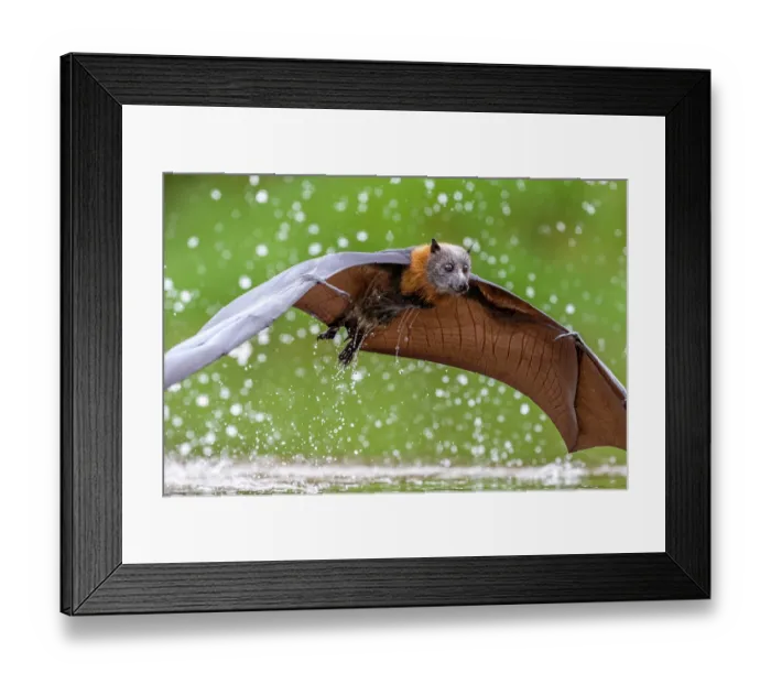 Framed Print : Grey-headed flying-fox (Pteropus poliocephalus) taking a high-speed belly dip into water to cool down and drink,
Myuna Wetlands, Doveton, Victoria, Australia Framed Print : Grey-headed flying-fox (Pteropus poliocephalus) taking a high-speed belly dip into water to cool down and drink,
Myuna Wetlands, Doveton, Victoria, Australia