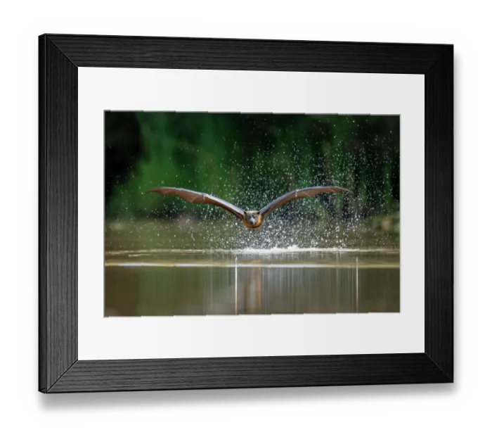 Framed Print : Grey-headed flying-fox (Pteropus poliocephalus) taking a high-speed belly dip into water to cool down and drink,
Myuna Wetlands, Doveton, Victoria, Australia Framed Print : Grey-headed flying-fox (Pteropus poliocephalus) taking a high-speed belly dip into water to cool down and drink,
Myuna Wetlands, Doveton, Victoria, Australia