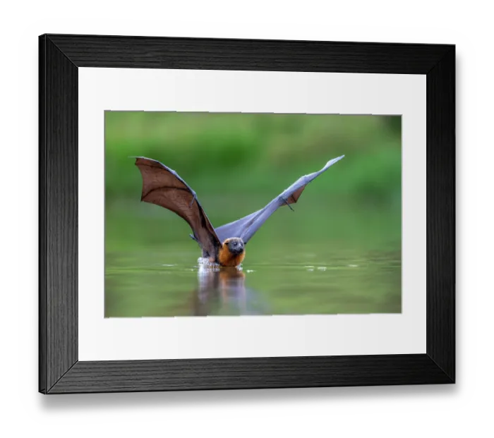 Framed Print : Grey-headed flying-fox (Pteropus poliocephalus) taking a high-speed belly dip into water to cool down and drink,
Myuna Wetlands, Doveton, Victoria, Australia Framed Print : Grey-headed flying-fox (Pteropus poliocephalus) taking a high-speed belly dip into water to cool down and drink,
Myuna Wetlands, Doveton, Victoria, Australia