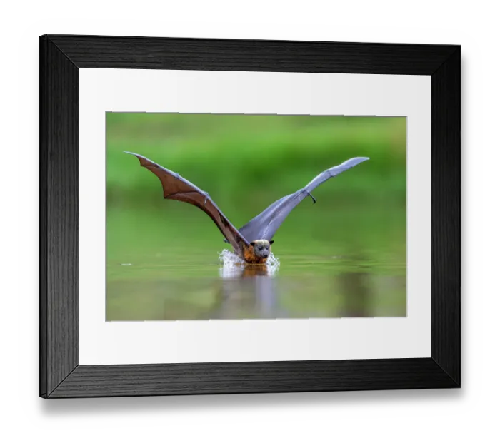 Framed Print : Grey-headed flying-fox (Pteropus poliocephalus) taking a high-speed belly dip into water to cool down and drink,
Myuna Wetlands, Doveton, Victoria, Australia Framed Print : Grey-headed flying-fox (Pteropus poliocephalus) taking a high-speed belly dip into water to cool down and drink,
Myuna Wetlands, Doveton, Victoria, Australia