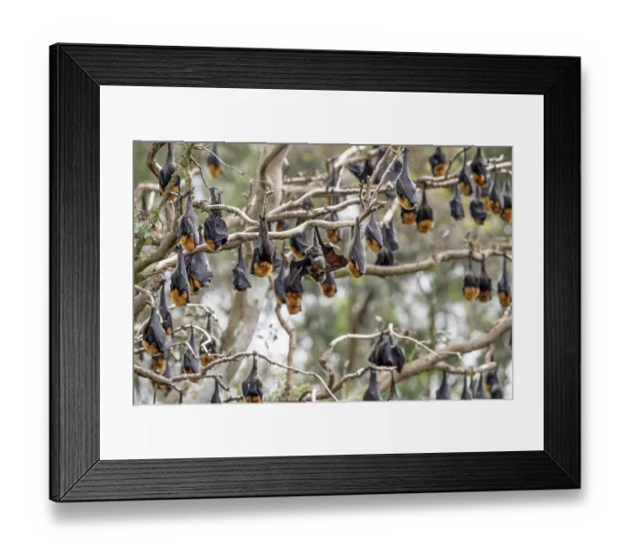 Framed Print : Grey-headed flying-fox (Pteropus poliocephalus) colony roosting in tree, Myuna Wetlands, Doveton, Victoria, Australia Framed Print : Grey-headed flying-fox (Pteropus poliocephalus) colony roosting in tree, Myuna Wetlands, Doveton, Victoria, Australia