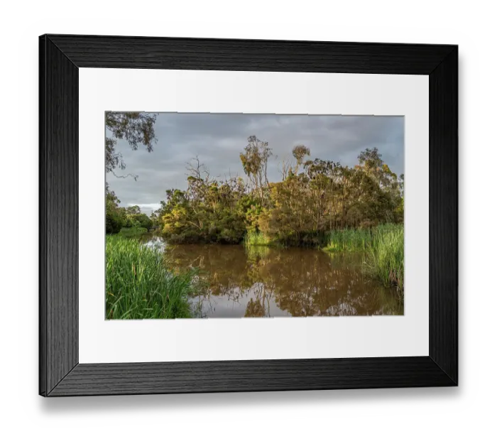 Framed Print : Grey-headed flying-fox (Pteropus poliocephalus) colony roosting in trees along river, Myuna Wetlands, Doveton, Victoria, Australia Framed Print : Grey-headed flying-fox (Pteropus poliocephalus) colony roosting in trees along river, Myuna Wetlands, Doveton, Victoria, Australia