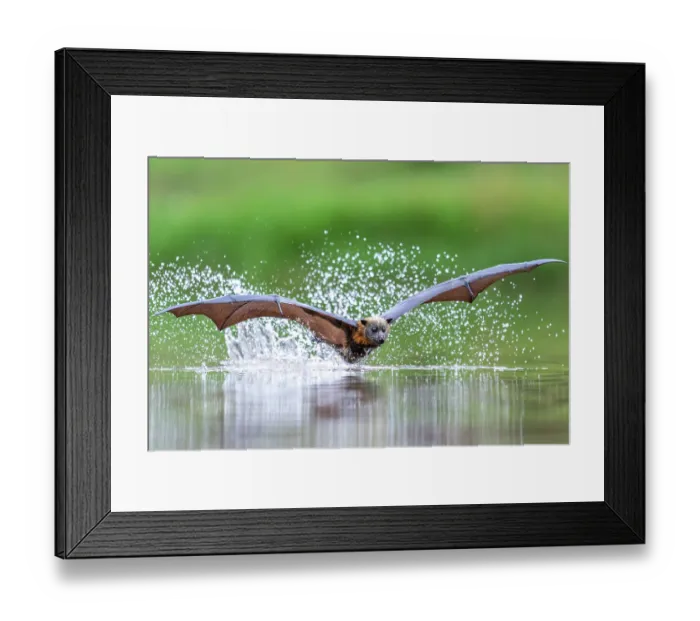 Framed Print : Grey-headed flying-fox (Pteropus poliocephalus) taking a high-speed belly dip into water to cool down and drink,  Myuna Wetlands, Doveton, Victoria, Australia