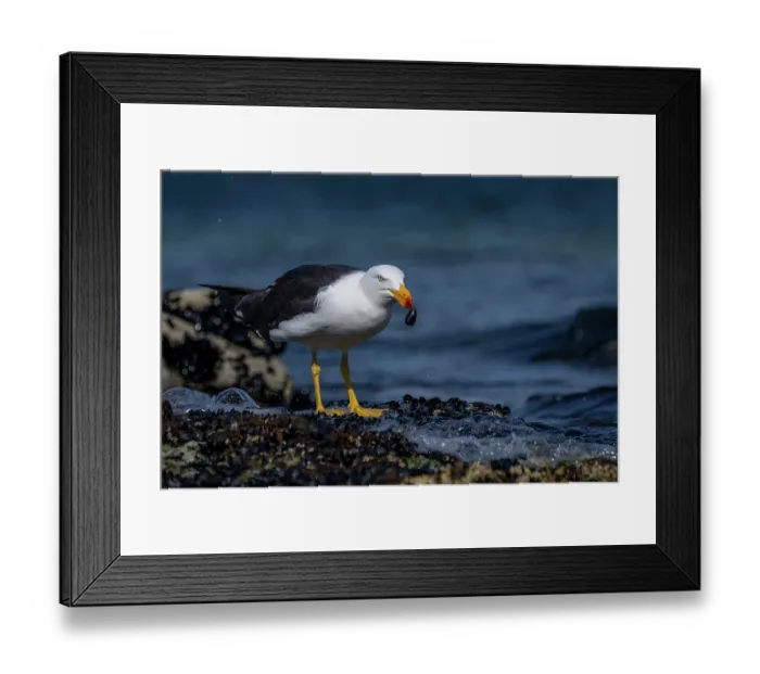 Framed Print : Pacific gull (Larus pacificus) feeding on a mussel on intertidal rocks, Port Philip Bay, Sandringham, Victoria, Australia
