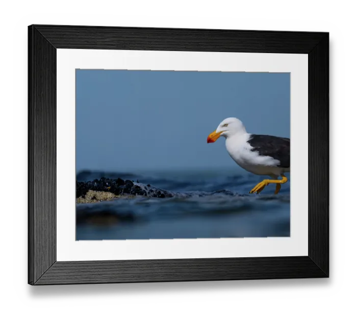 Framed Print : Pacific gull (Larus pacificus) walking through shallow water, foraging in intertidal rocks, Port Philip Bay, Sandringham, Victoria, Australia Framed Print : Pacific gull (Larus pacificus) walking through shallow water, foraging in intertidal rocks, Port Philip Bay, Sandringham, Victoria, Australia