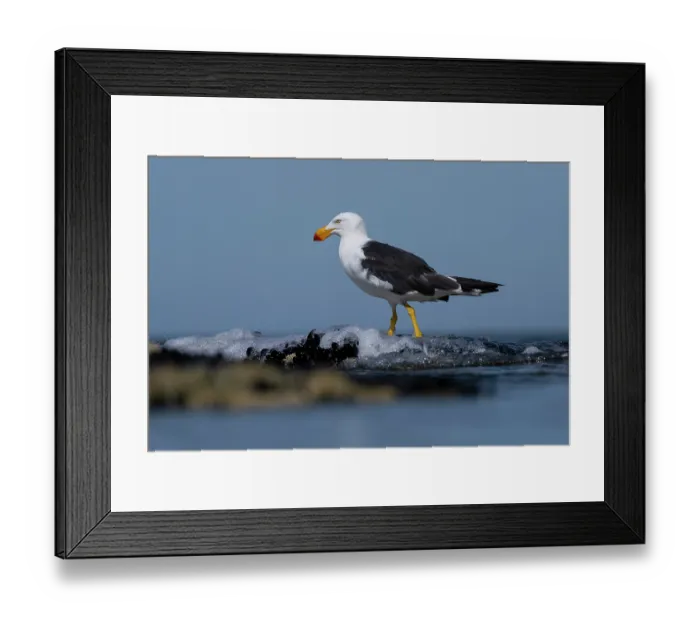 Framed Print : Pacific gull (Larus pacificus) portrait, Port Philip Bay, Sandringham, Victoria, Australia Framed Print : Pacific gull (Larus pacificus) portrait, Port Philip Bay, Sandringham, Victoria, Australia
