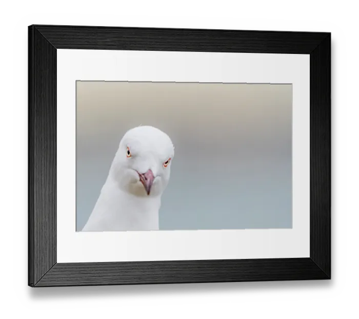 Framed Print : Silver gull (Chroicocephalus novaehollandiae) head portrait, Port Philip Bay, Sandringham, Victoria, Australia Framed Print : Silver gull (Chroicocephalus novaehollandiae) head portrait, Port Philip Bay, Sandringham, Victoria, Australia