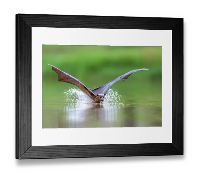 Framed Print : Grey-headed flying-fox (Pteropus poliocephalus) taking a high-speed belly dip into water to cool down and drink,
Myuna Wetlands, Doveton, Victoria, Australia Framed Print : Grey-headed flying-fox (Pteropus poliocephalus) taking a high-speed belly dip into water to cool down and drink,
Myuna Wetlands, Doveton, Victoria, Australia