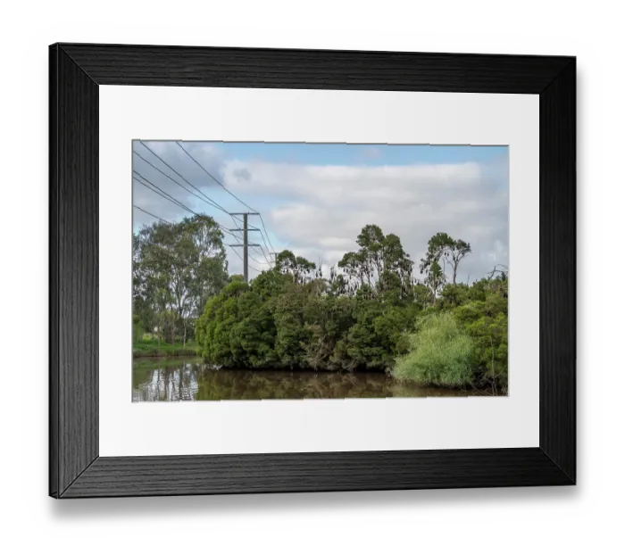 Framed Print : Grey-headed flying-fox (Pteropus poliocephalus) colony roosting in trees along river with overhead power lines close by, Myuna Wetlands, Doveton, Victoria, Australia Framed Print : Grey-headed flying-fox (Pteropus poliocephalus) colony roosting in trees along river with overhead power lines close by, Myuna Wetlands, Doveton, Victoria, Australia